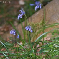 Bluebell